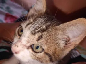Gato raça Não identificado  idade 2 a 6 meses nome Gato filhote