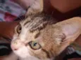 Gato filhote
