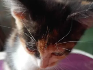 Gato raça Não identificado  idade 2 a 6 meses nome Gato filhote 