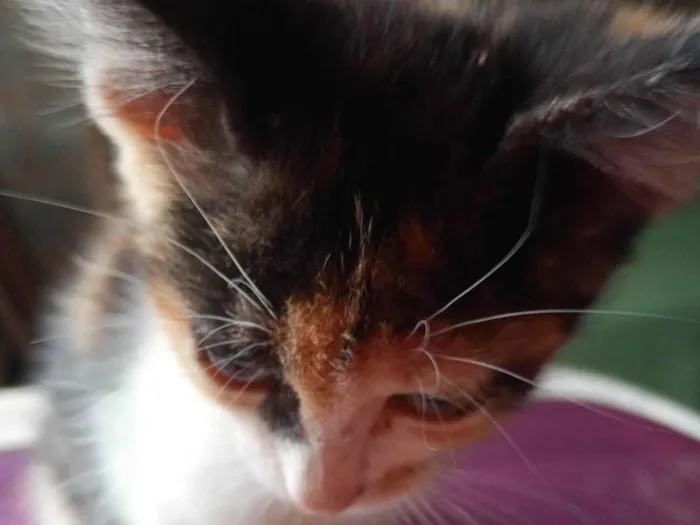 Gato ra a Não identificado  idade 2 a 6 meses nome Gato filhote 