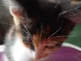 Gato filhote
