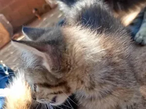 Gato raça SRD-ViraLata idade 2 a 6 meses nome Gato filhote 
