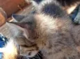 Gato filhote