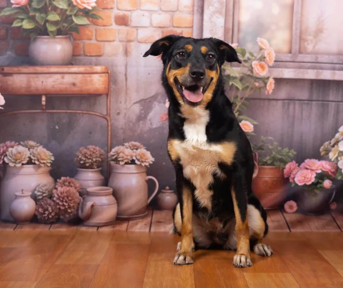 Cachorro ra a SRD-ViraLata idade 2 anos nome Kyara 