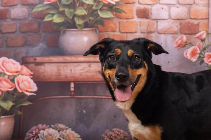 Cachorro ra a SRD-ViraLata idade 2 anos nome Kyara 