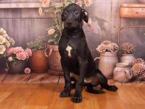 Cachorro raça SRD-ViraLata idade 2 a 6 meses nome Bento 