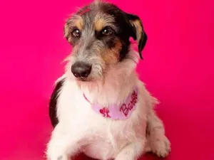 Cachorro raça SRD-ViraLata idade 1 ano nome Nina 