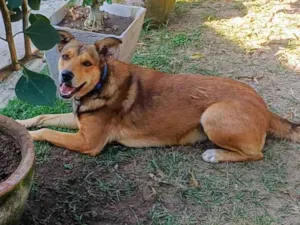 Cachorro raça SRD-ViraLata idade 4 anos nome Marley 