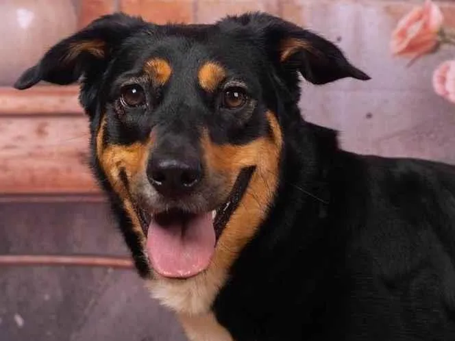 Cachorro ra a SRD-ViraLata idade 2 anos nome Kyara 