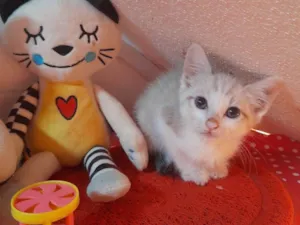 Gato raça SRD-ViraLata idade Abaixo de 2 meses nome Tuco