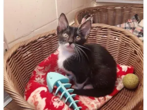 Gato raça SRD-ViraLata idade 2 a 6 meses nome Skyler