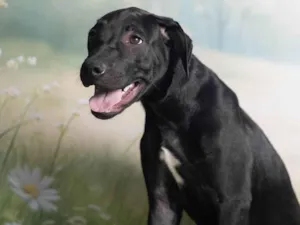 Cachorro raça SRD-ViraLata idade 2 a 6 meses nome Bento 