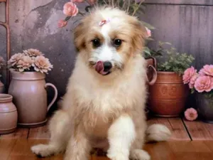 Cachorro raça SRD-ViraLata idade 1 ano nome Xuxa&Sasha