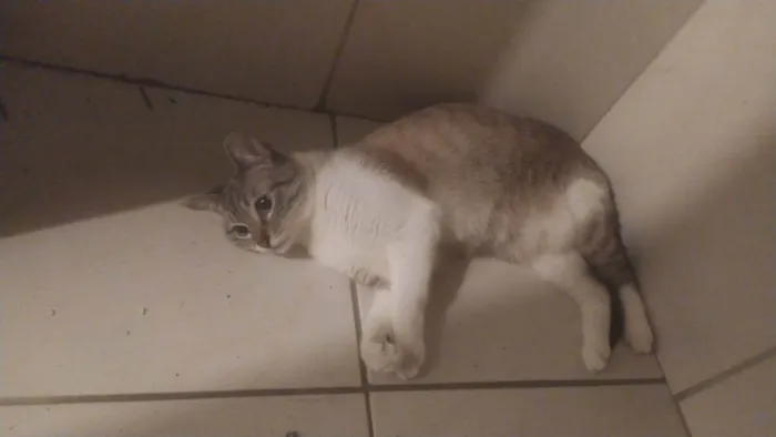 Gato ra a SRD-ViraLata idade 1 ano nome Frieren