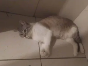 Gato raça SRD-ViraLata idade 1 ano nome Frieren