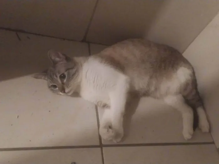 Gato ra a SRD-ViraLata idade 1 ano nome Frieren