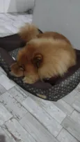 Floki