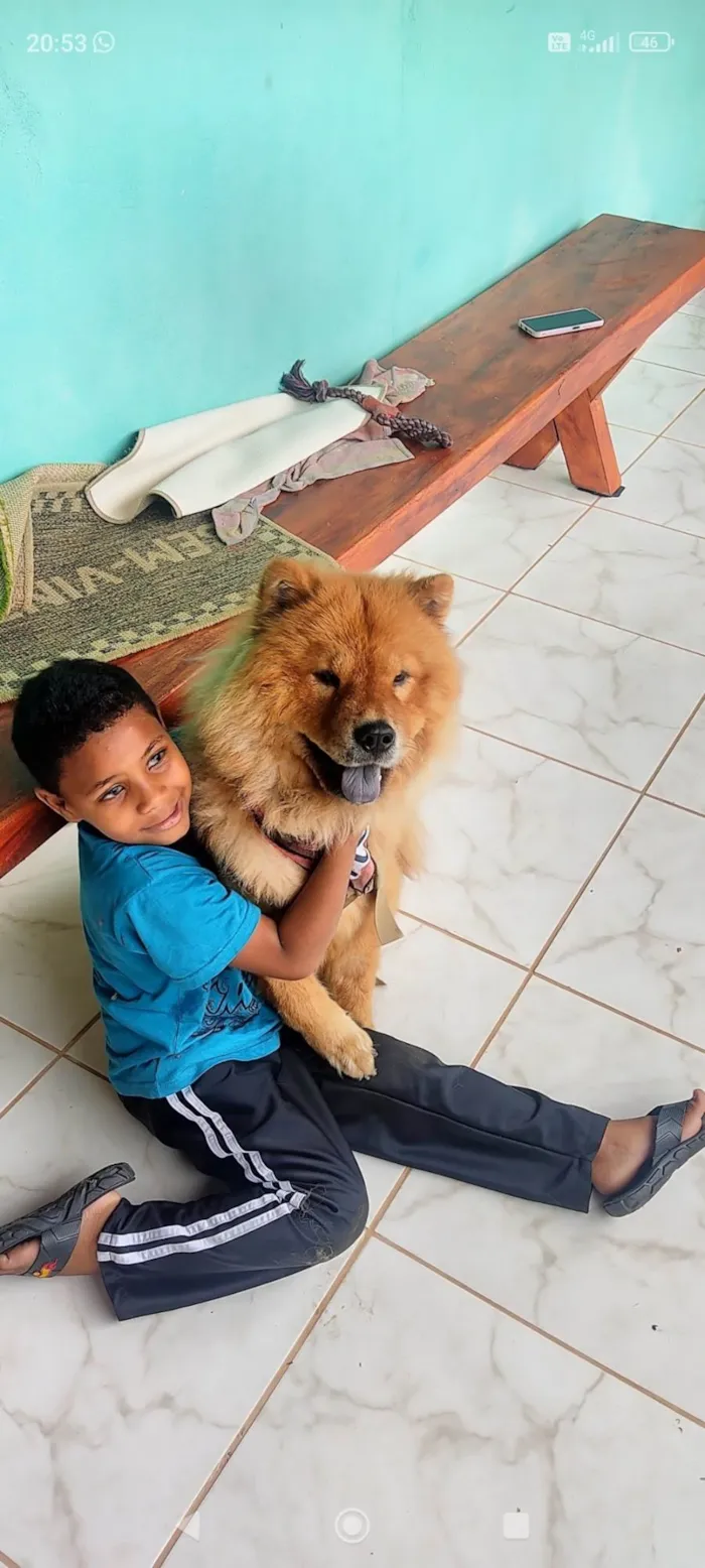 Cachorro ra a Chow Chow idade 5 anos nome Floki