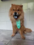 Floki