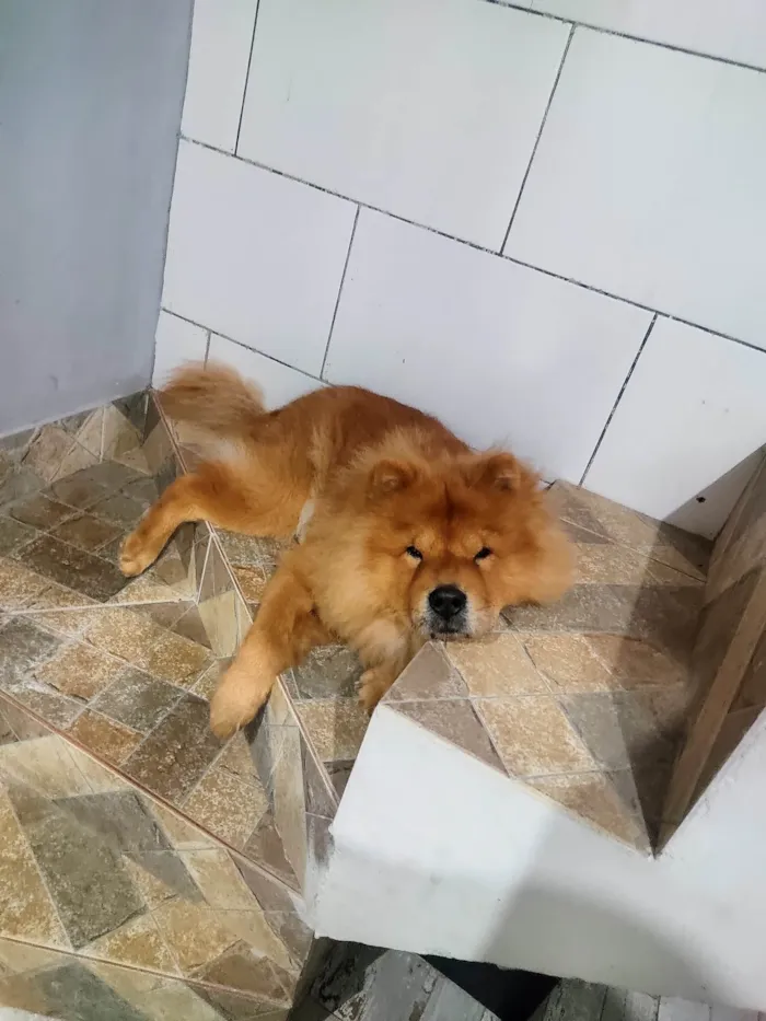 Cachorro ra a Chow Chow idade 5 anos nome Floki