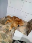 Floki