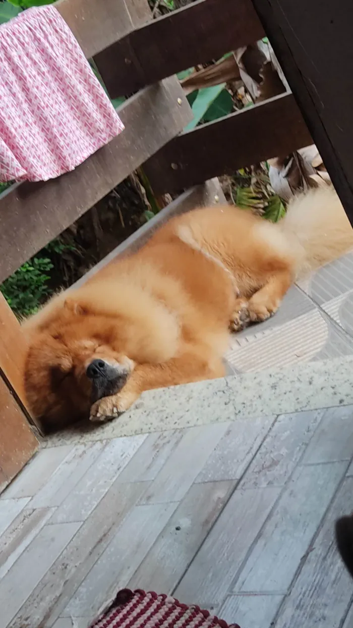 Cachorro ra a Chow Chow idade 5 anos nome Floki