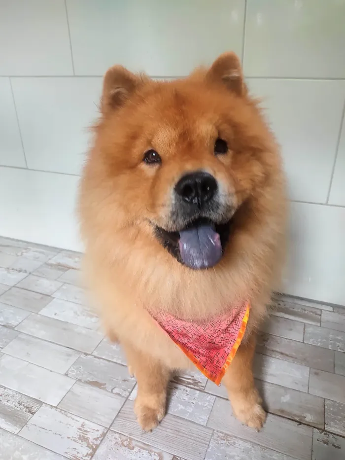 Cachorro ra a Chow Chow idade 5 anos nome Floki