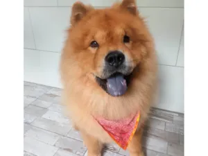 Cachorro raça Chow Chow idade 5 anos nome Floki