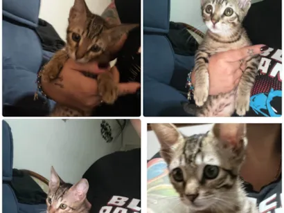 Gato raça SRD-ViraLata idade Abaixo de 2 meses nome Olaf