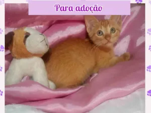 Gato raça SRD-ViraLata idade Abaixo de 2 meses nome Elsa