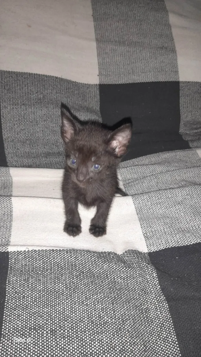 Gato ra a SRD-ViraLata idade Abaixo de 2 meses nome Lili 
