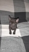 Lili