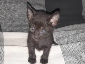 Gato raça SRD-ViraLata idade Abaixo de 2 meses nome Lili 