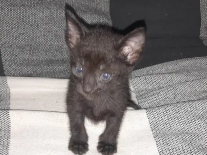 Gato raça SRD-ViraLata idade Abaixo de 2 meses nome Lili 
