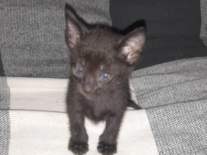 Gato ra a SRD-ViraLata idade Abaixo de 2 meses nome Lili 