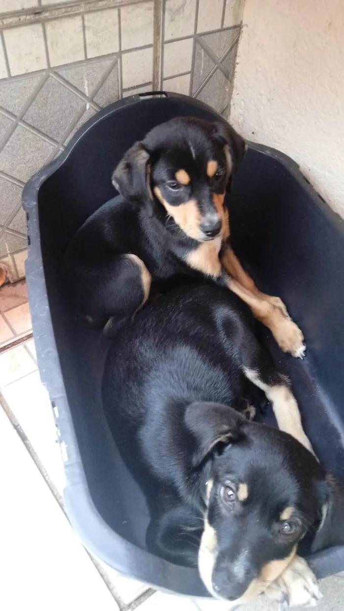 Cachorro ra a SRD-ViraLata idade 2 a 6 meses nome Luki e rusk