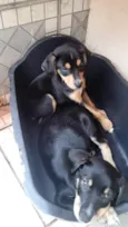 Luki e rusk