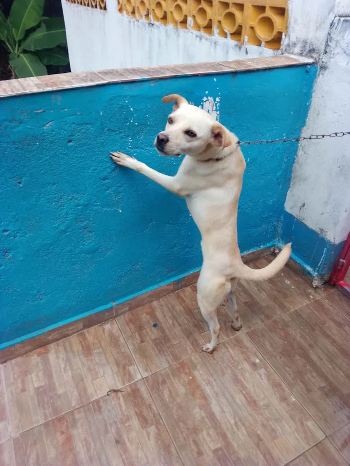 Cachorro ra a SRD-ViraLata idade 1 ano nome Fofura