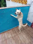 Fofura