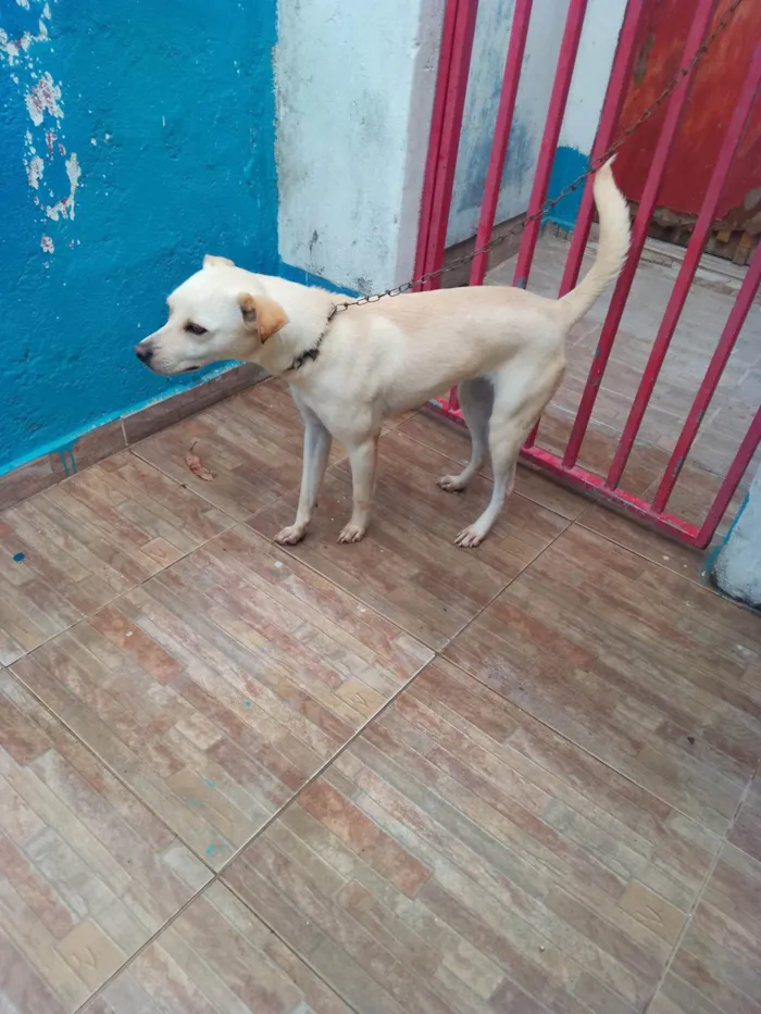 Cachorro ra a SRD-ViraLata idade 1 ano nome Fofura