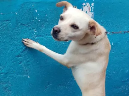 Cachorro raça SRD-ViraLata idade 1 ano nome Fofura