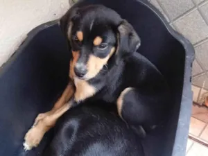 Cachorro raça SRD-ViraLata idade 2 a 6 meses nome Luki e rusk