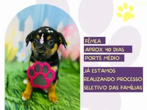 Cachorro raça SRD-ViraLata idade Abaixo de 2 meses nome Tulipa