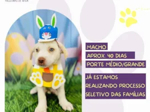 Cachorro raça SRD-ViraLata idade Abaixo de 2 meses nome Lírio 