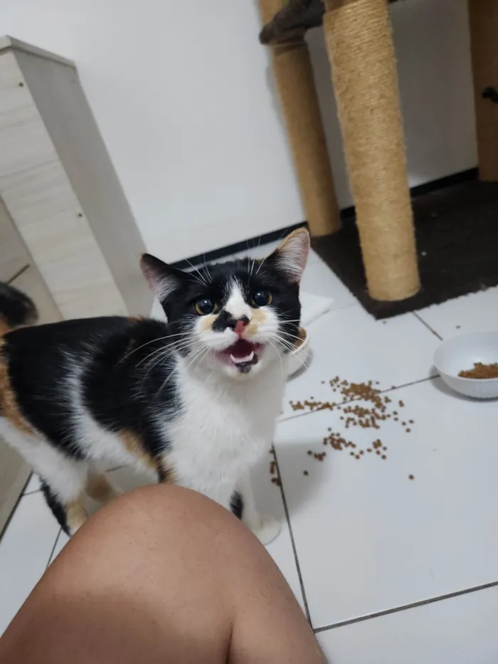 Gato ra a SRD-ViraLata idade 7 a 11 meses nome Ártemis 