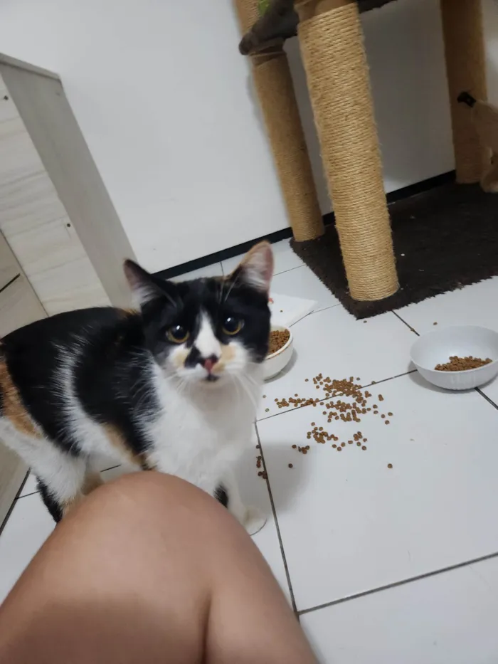 Gato ra a SRD-ViraLata idade 7 a 11 meses nome Ártemis 