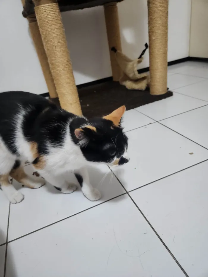 Gato ra a SRD-ViraLata idade 7 a 11 meses nome Ártemis 