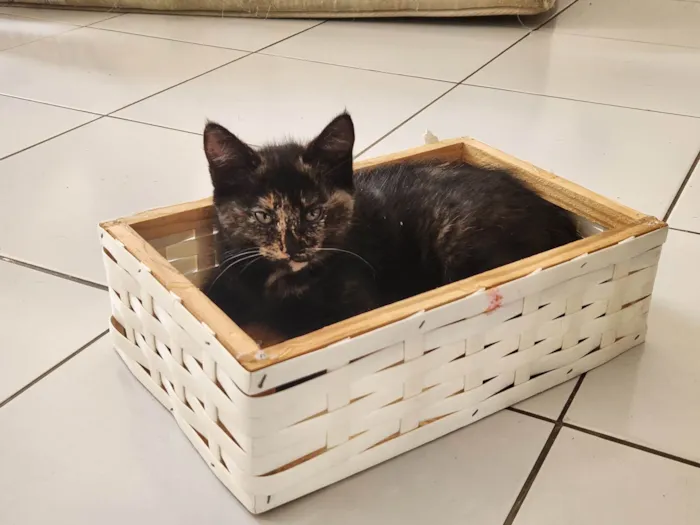 Gato ra a SRD-ViraLata idade 2 a 6 meses nome Estrelinha