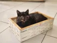 Estrelinha