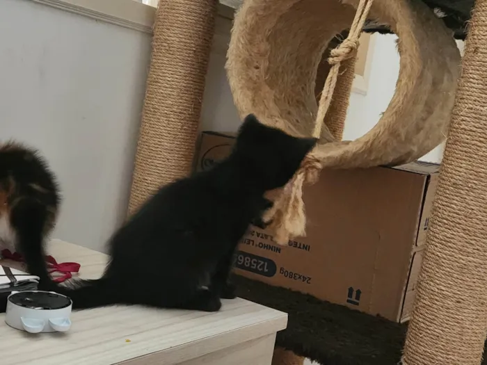 Gato ra a SRD-ViraLata idade 2 a 6 meses nome Robin